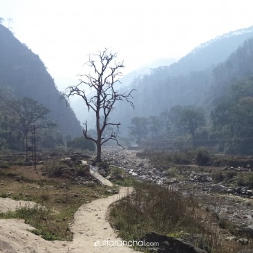 Tree with no leaves like Uttarakhand without lawmaker