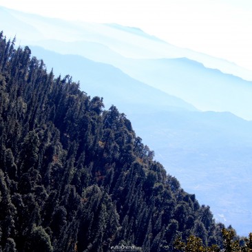 Himalayan subalpine conifer forest