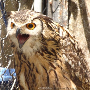 Owl in angry mode