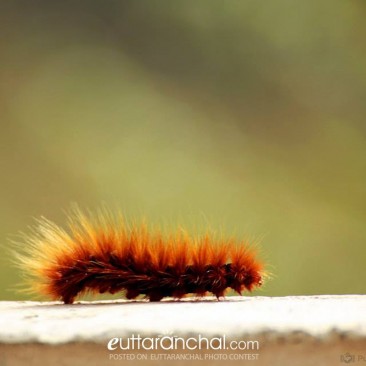 Brown Hairy Caterpillar ( Jhus Keeda )